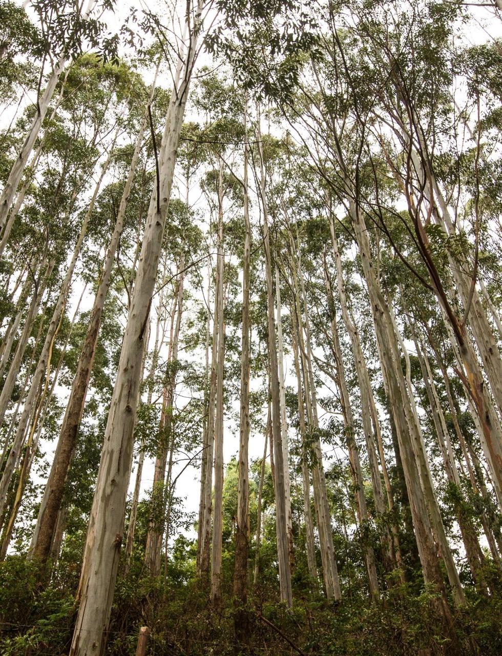 Floresta de Eucalipto